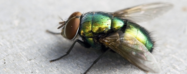 HOW TO TELL THE SEX OF A FLY