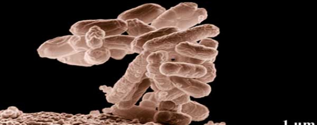Outbreak of E. coli Infections